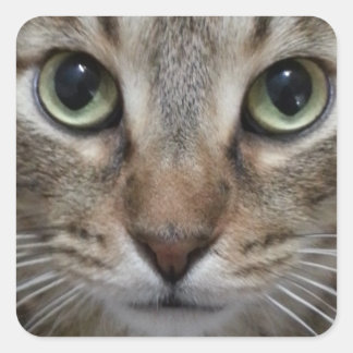 Sticker Carré Tabby Chat Brown
