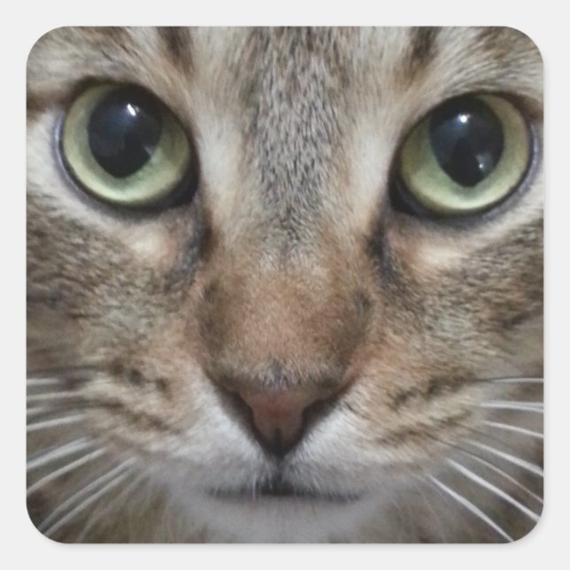 Sticker Carré Tabby Chat Brown (Devant)