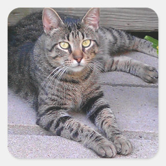 Sticker Carré Tabby Chat Brown à l'extérieur