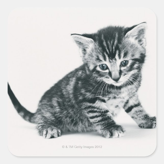 Sticker Carré Tabby Kitten (Devant)