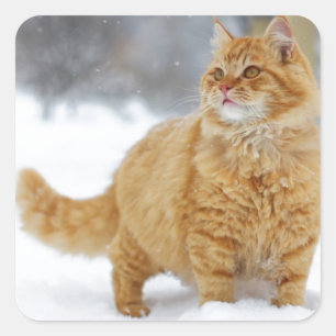 Sticker Carré Tabby orange dans la neige