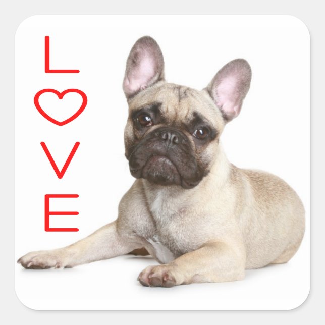 Sticker Carré Tan French Bulldog Chien Chien Chien Chien Rouge A (Devant)