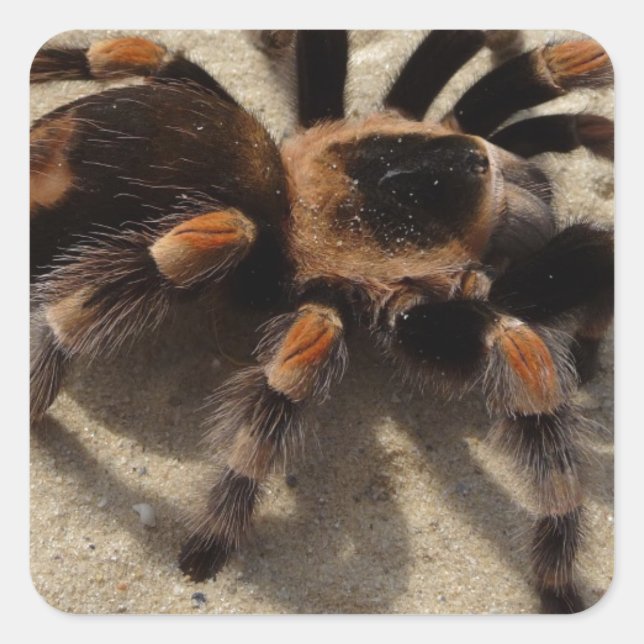 Sticker Carré Tarantula brachypelma rouge genou toxique (Devant)
