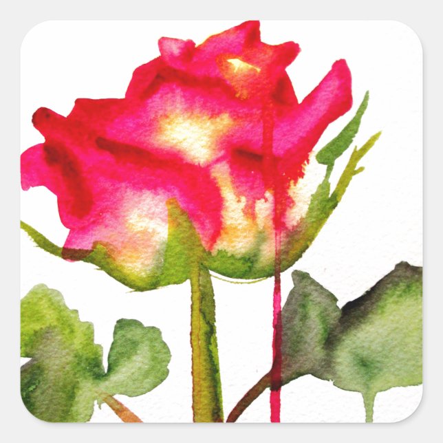 Sticker Carré Tea hybride Rose aquarelle moderne fleurie art (Devant)
