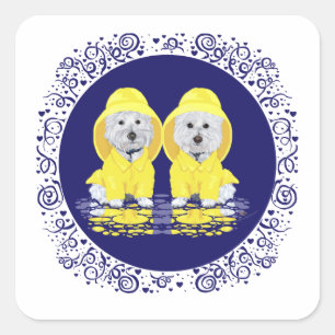 Sticker Carré Tériers blancs de l'Ouest Highland sous la pluie