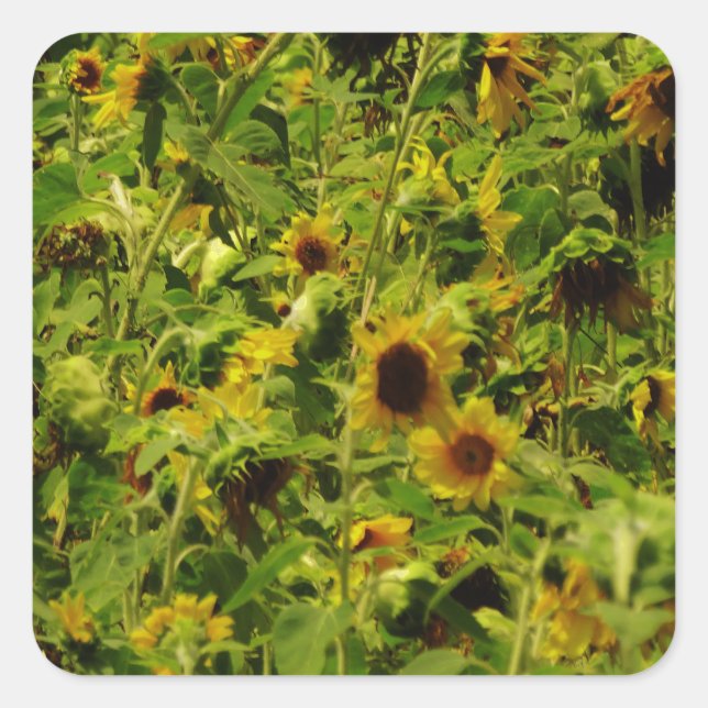 Sticker Carré Terrain de tournesol (Devant)