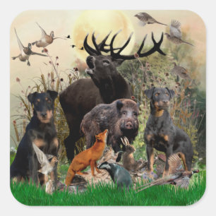 Sticker Carré Terrier de chasse allemand (Jagdterrier)