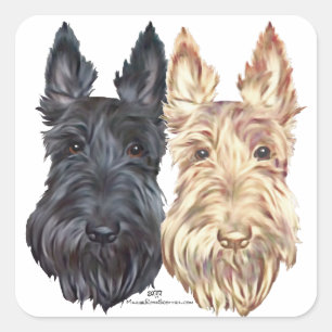 Sticker Carré Terriers écossais noirs et roux