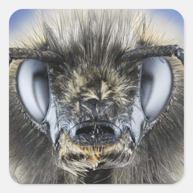 Sticker Carré Tête de bourdon (Devant)