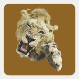 Sticker Carré Tête de lion avec patte en avant avec griffes et b