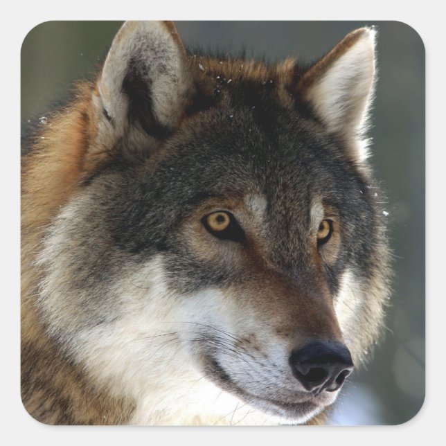 Sticker Carré Tête de loup géniale (Devant)
