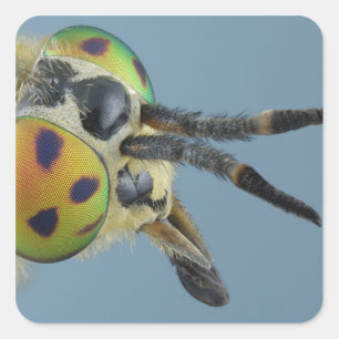 Sticker Carré Tête de mouche de cerf