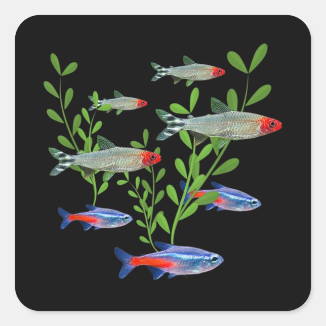 Sticker Carré Tetras Aquarium Neon Tetras Rummy Nez Tetras Poiss (Devant)