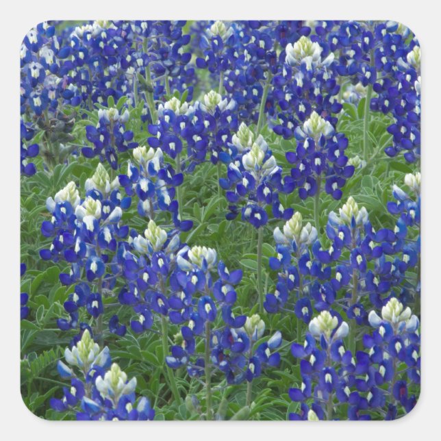 Sticker Carré Texas Bluebonnets Field Photo (Devant)