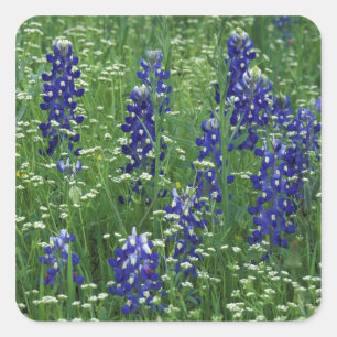 Sticker Carré Texas, lac Buchanan. Bleuet du Texas et sauvage