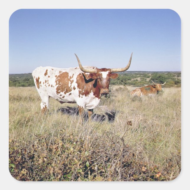 Sticker Carré Texas Longhorn Breed (photo) (Devant)