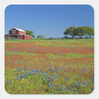 Texas, Texas Hill Country, Castilleja indivisa