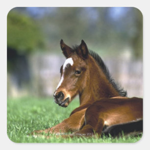 Sticker Carré Thoroughbred Horse, Irlande