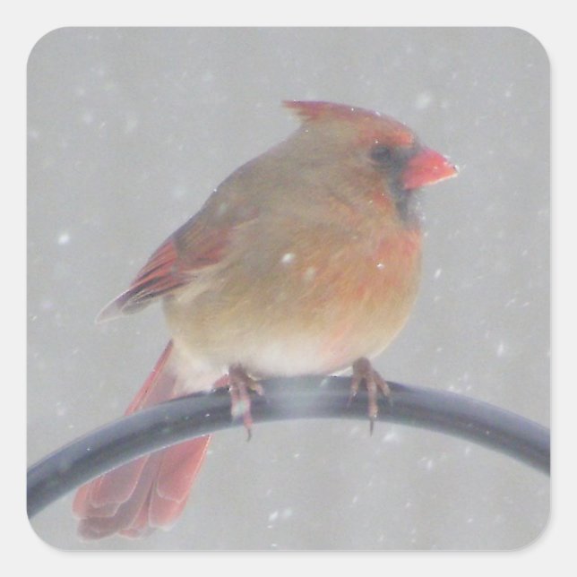 STICKER CARRÉ TICKERS AVEC CARDINAL (Devant)