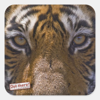 Sticker Carré Tiger