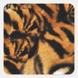 Sticker Carré Tiger Love_
