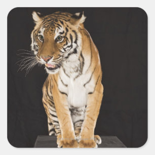 Sticker Carré Tigre assis sur la plate-forme 2