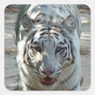 Sticker Carré Tigre blanc du Bengale