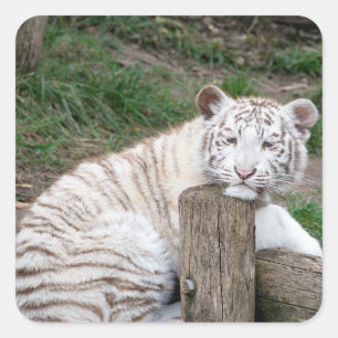 Sticker Carré Tigre Blanc Sleepy Fatigué Reposé Sur Les Journaux