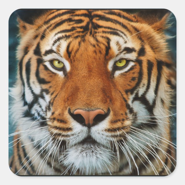 Sticker Carré Tigre dans l'eau Photographie (Devant)