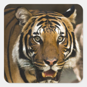 Sticker Carré Tigre de Sibérie