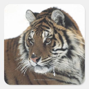 Sticker Carré Tigre de Sibérie (Panthera Tigris Altaica)