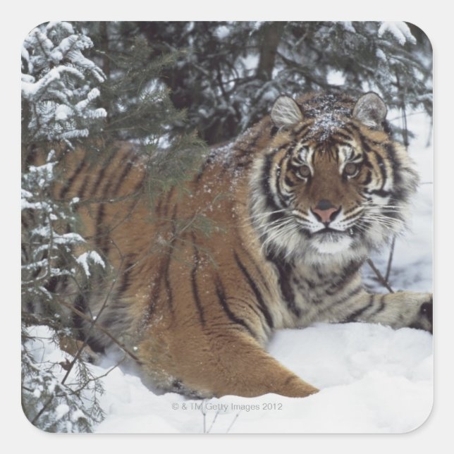 Sticker Carré Tigre de Sibérie (Panthera Tigris Altaica) (Devant)