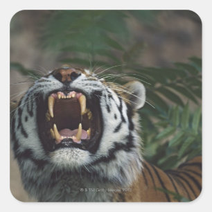 Sticker Carré Tigre de Sibérie (Panthera Tigris) Bares Fangs