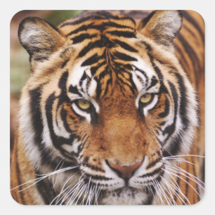 Sticker Carré Tigre du Bengale, Panthera tigris