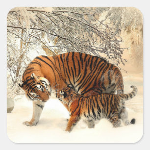 Sticker Carré Tigre et petit, scène hivernale,
