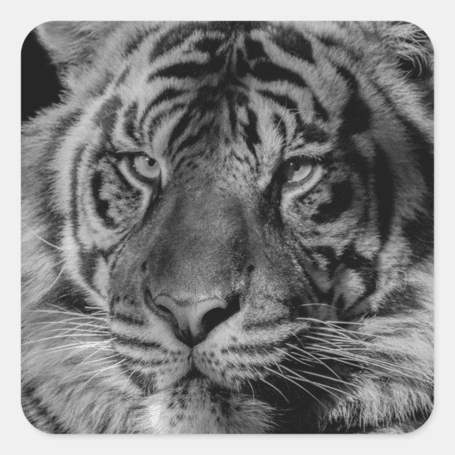 Sticker Carré Tigre noir et blanc (Devant)