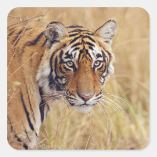 Sticker Carré Tigre royal du Bengale