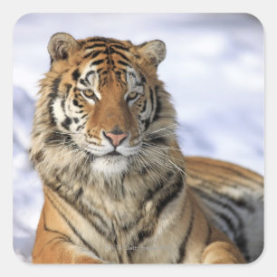 Sticker Carré Tigre sibérien, altaica du Tigre de Panthera, Asi