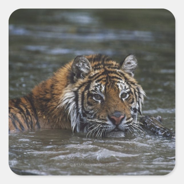 Sticker Carré Tigre Sibérien Dans L'Eau (Devant)