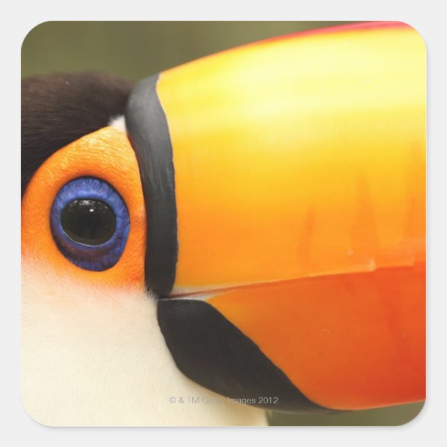 Sticker Carré Toco Toucan (Ramphastos toco) est le plus grand (Devant)