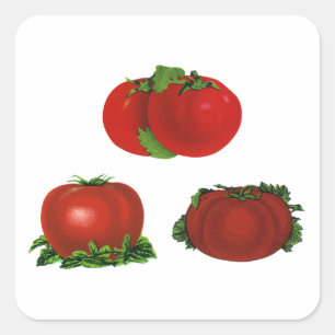 Sticker Carré Tomates rouges mûres vintage Nourriture, Fruits, L