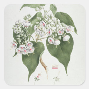 Sticker Carré Torrida de Walkuffa No.5 Dombeya (la semaine