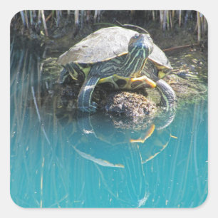 Sticker Carré Tortue avec réflexion sur l'eau Photo Lac Animal