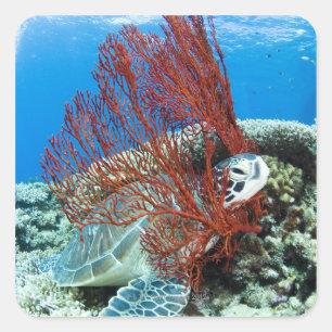 Sticker Carré Tortue de mer reposant sous l'eau 2