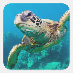 Sticker Carré Tortue de mer verte nageant au-dessus du récif