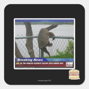 Sticker Carré Tortue d'Excaping