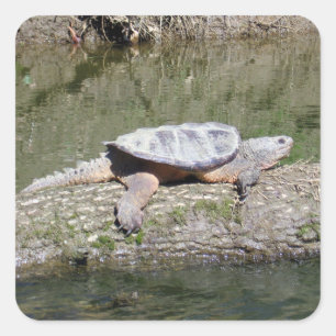 Sticker Carré Tortue Snapping