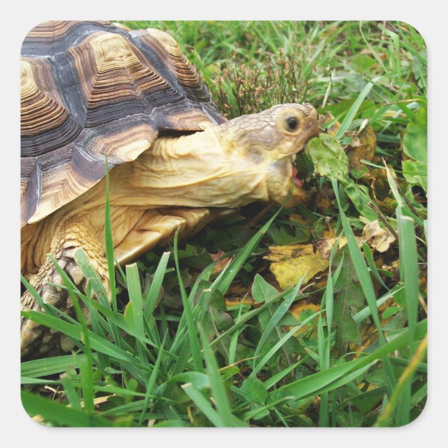 Sticker Carré Tortue Sulcata, Bouche ouverte de pâturage en herb (Devant)