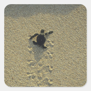 Sticker Carré Tortue verte, (Chelonia mydas), éclos