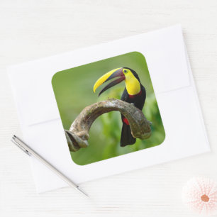 Sticker Carré Toucan assis sur la branche dans la forêt